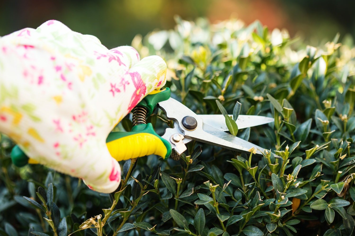 Création et entretien de jardin